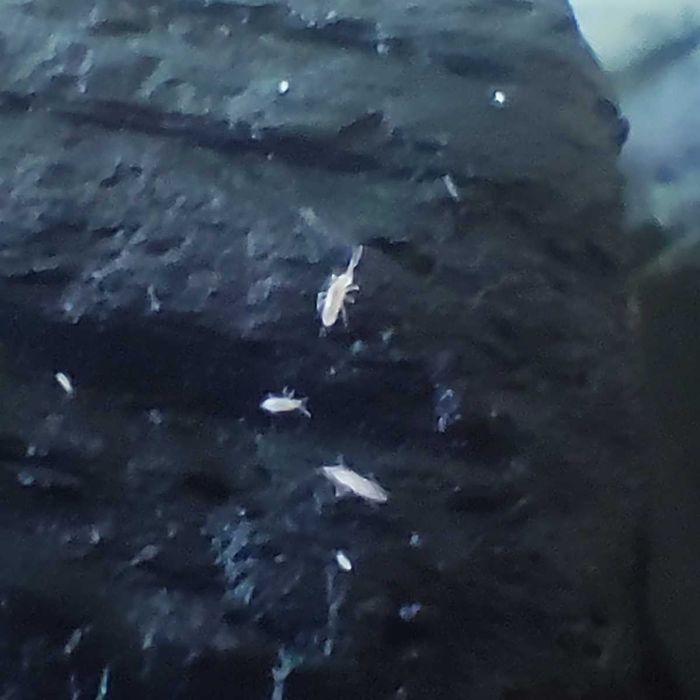 Tropical Springtails