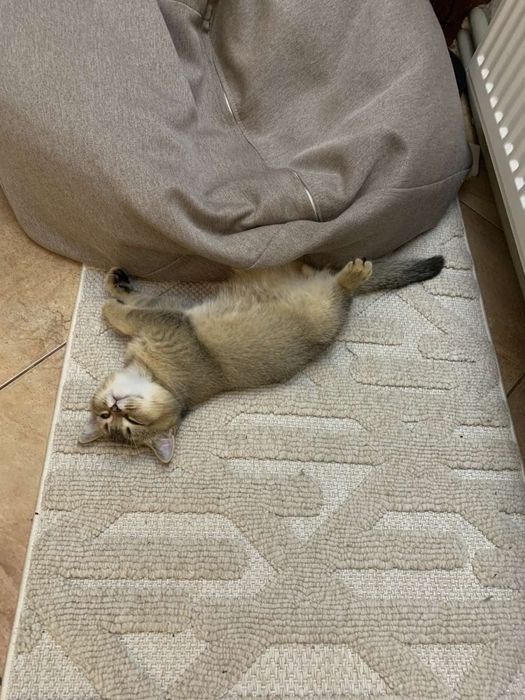 Шотладський котик золота шиншила