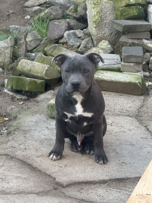 Staffordshire Bull Terrier piesek