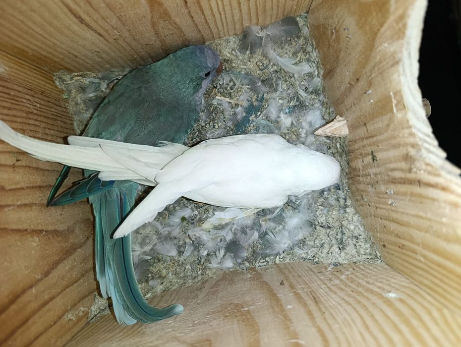 Aves para ceder.