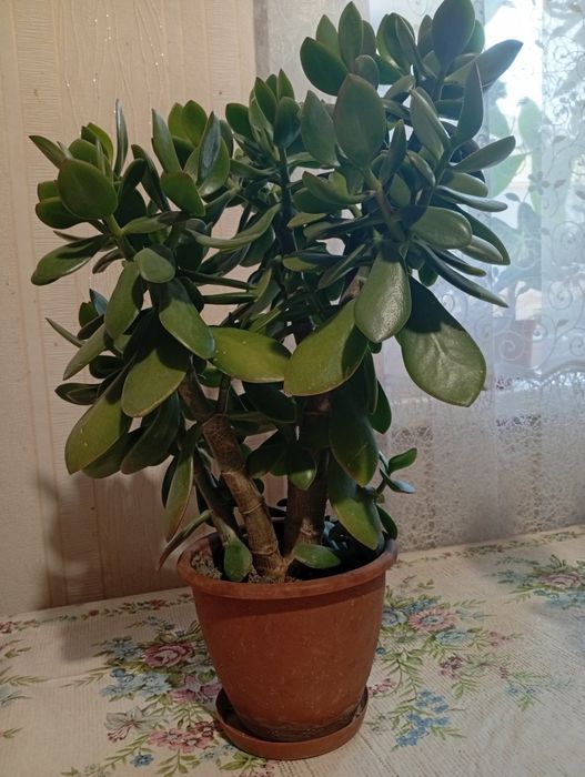 Денежное дерево (красула)