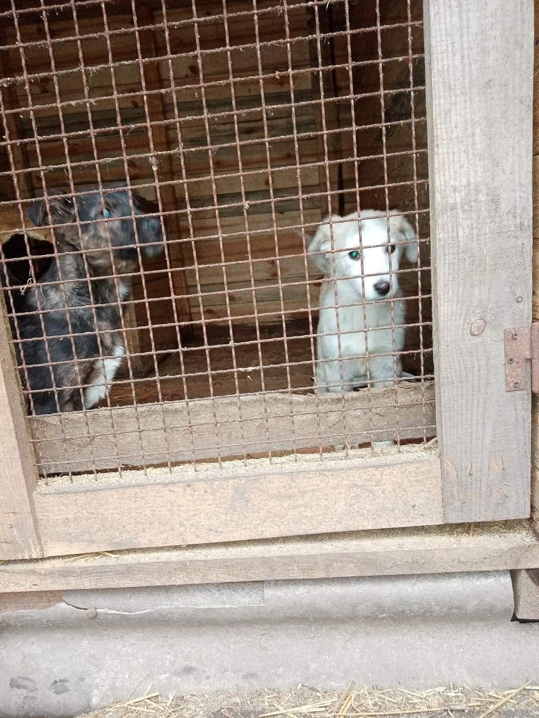 Цуценята в гарнi руки притулок