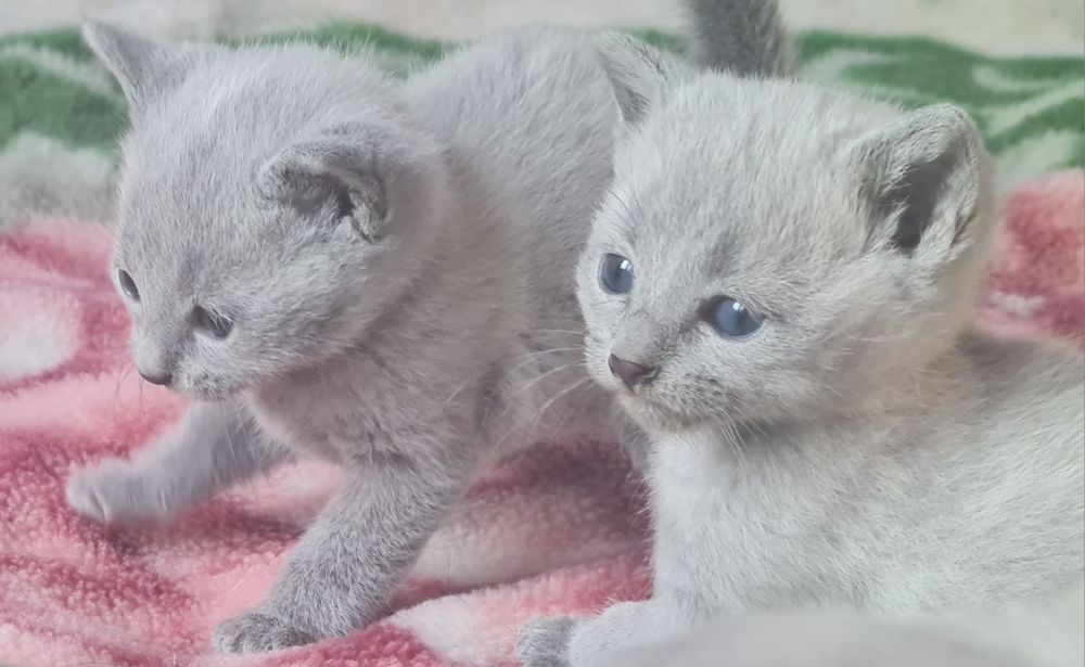 Kocurek rosyjski niebieski