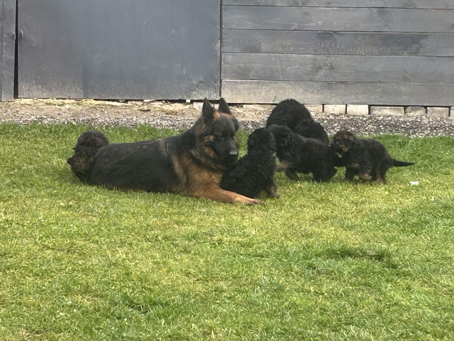 Witam sprzedam szczeniaka owczarek niemiecki dlugowlosy