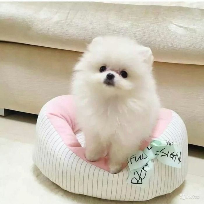 Белые мишки милые померашки