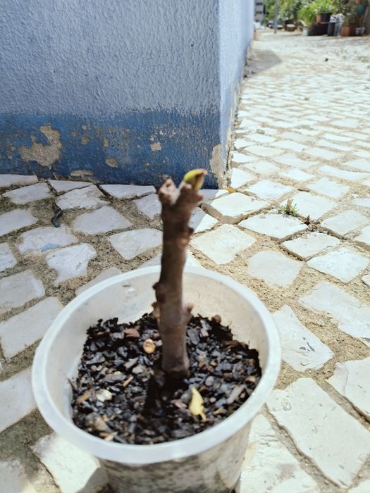 Mudas de figo lampo(preto)