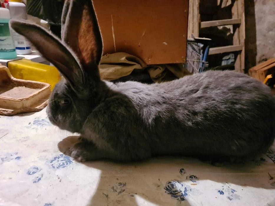 Belgijski Olbrzym Niebieski