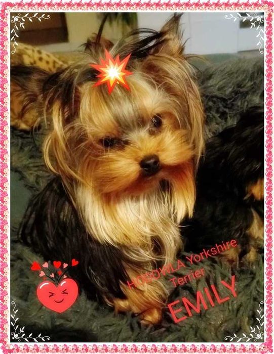 York,yorkshire terrier!ELITARNE MICRO CUDEŃKO,PIESEK 1,30kg -dla VIP!