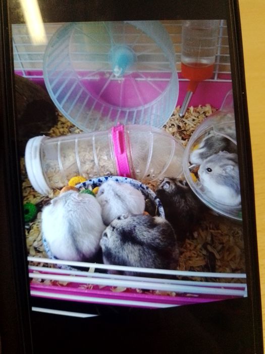 Vende se hamster
