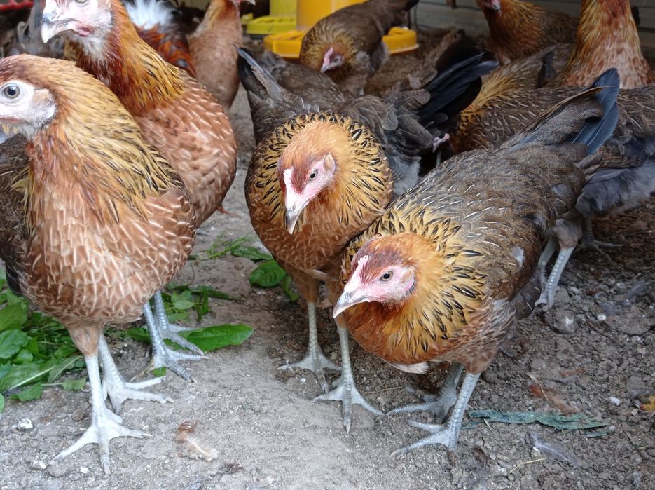 Zielononóżki kurki młode nioski Rossa leghorn