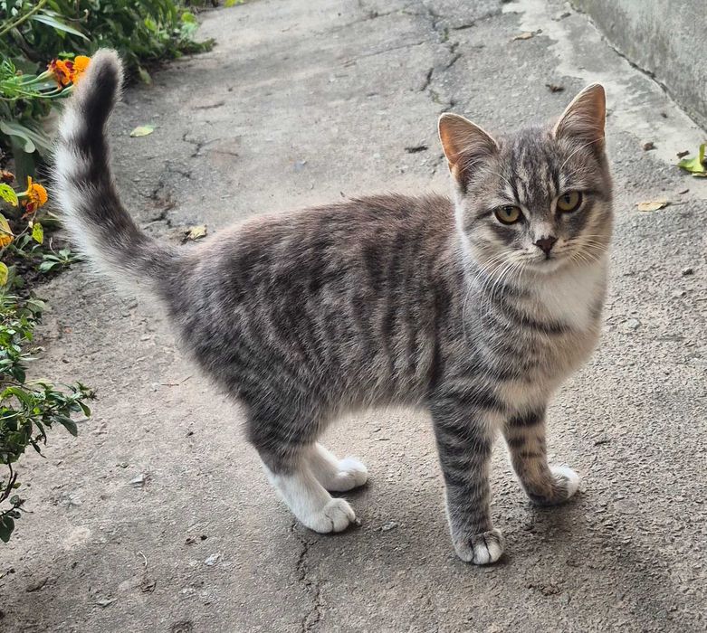 Прилаштовується киця