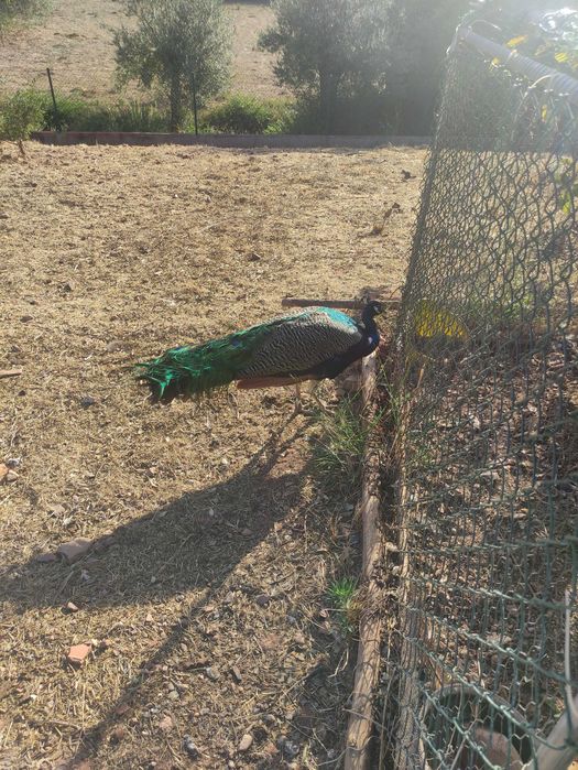 Pavão adulto azul
