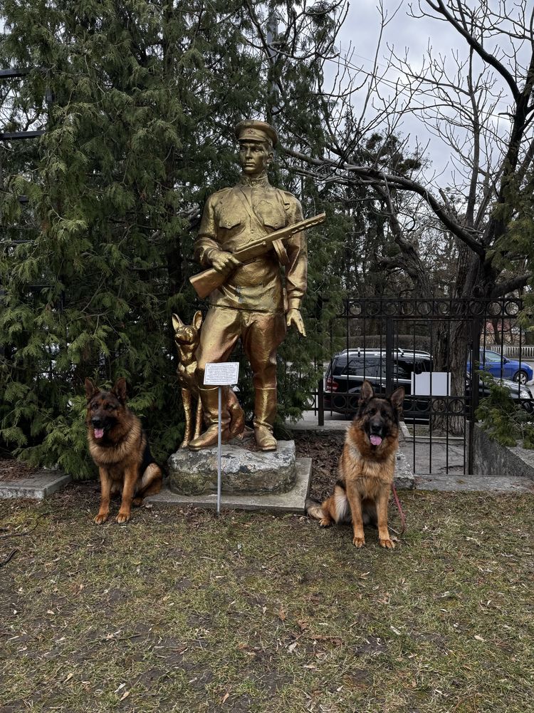 Цуценята німецької вівчарки