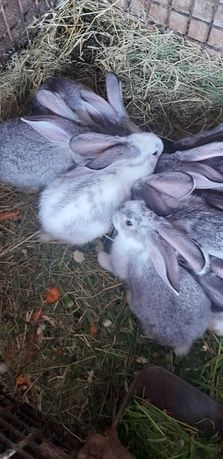 Króle króliki małe młode 5 tygodni