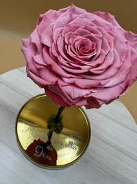 Rosa Preservada em cúpula de vidro com duracao de 5 anos