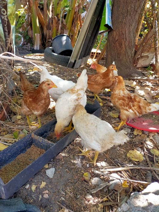Vendo pintos alimentados com alimentação biológica