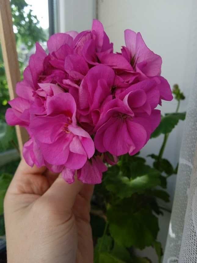 Пеларгонія  високоросла Pelargonium x hortorum прекрасна рослина.