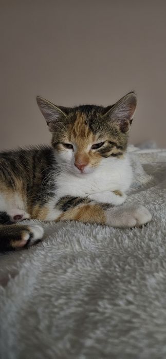 Piękna Bella szuka domu