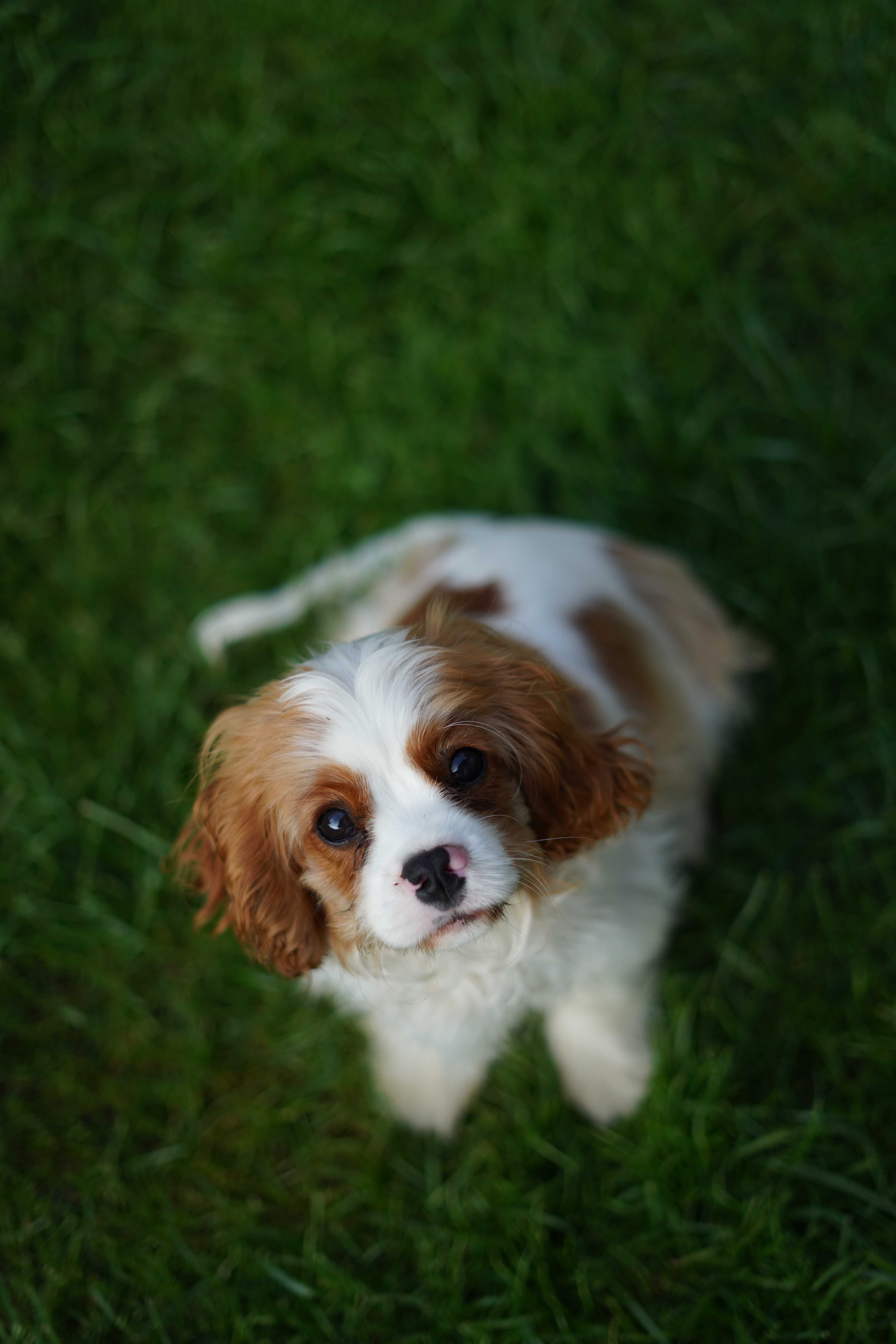 Cavalier King Charles Spaniel FCI ZKWP