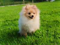 Chłopiec Szpic mały pomeranian ZKwP