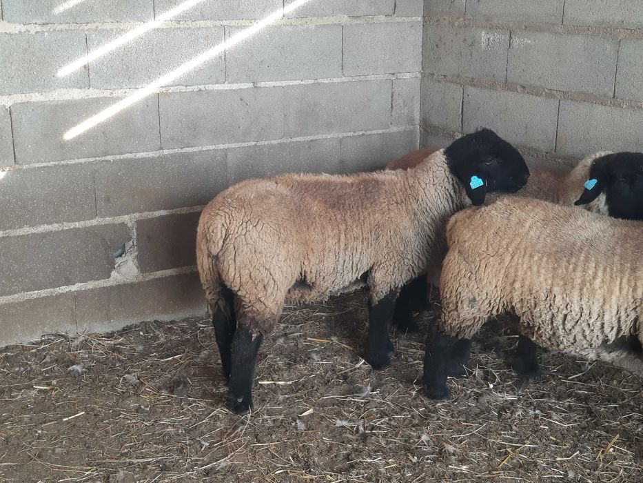 Borrego Suffolk com certificado