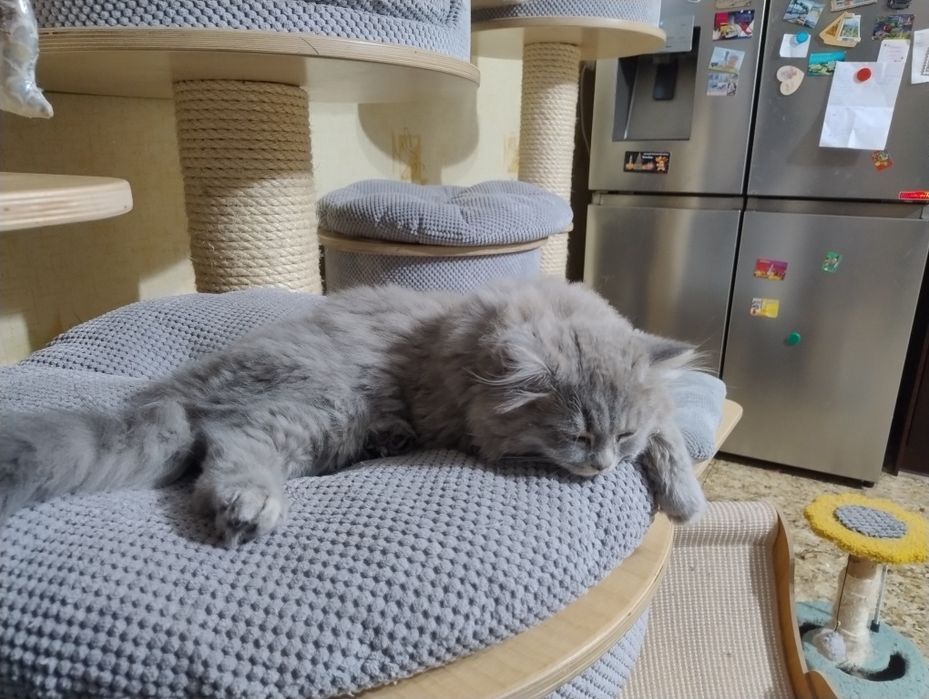 Kocurek Brytyjski  Długowłosy Niebieski