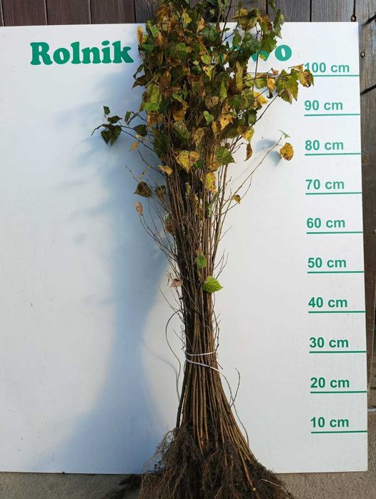 Brzoza sadzonki 110 cm 150 cm.