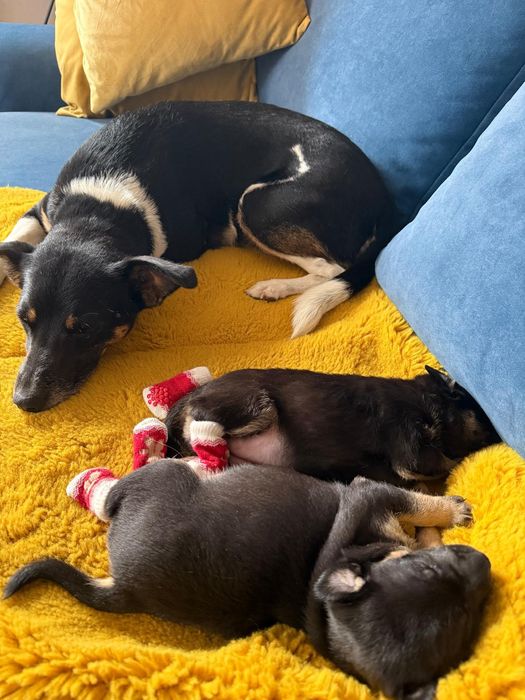 Podwójne szczęście na święta - dwa szczeniaczki szukają domu