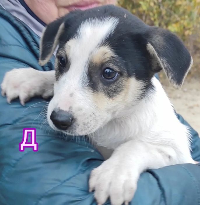 Цуценята бутузи 2 міс щепленні