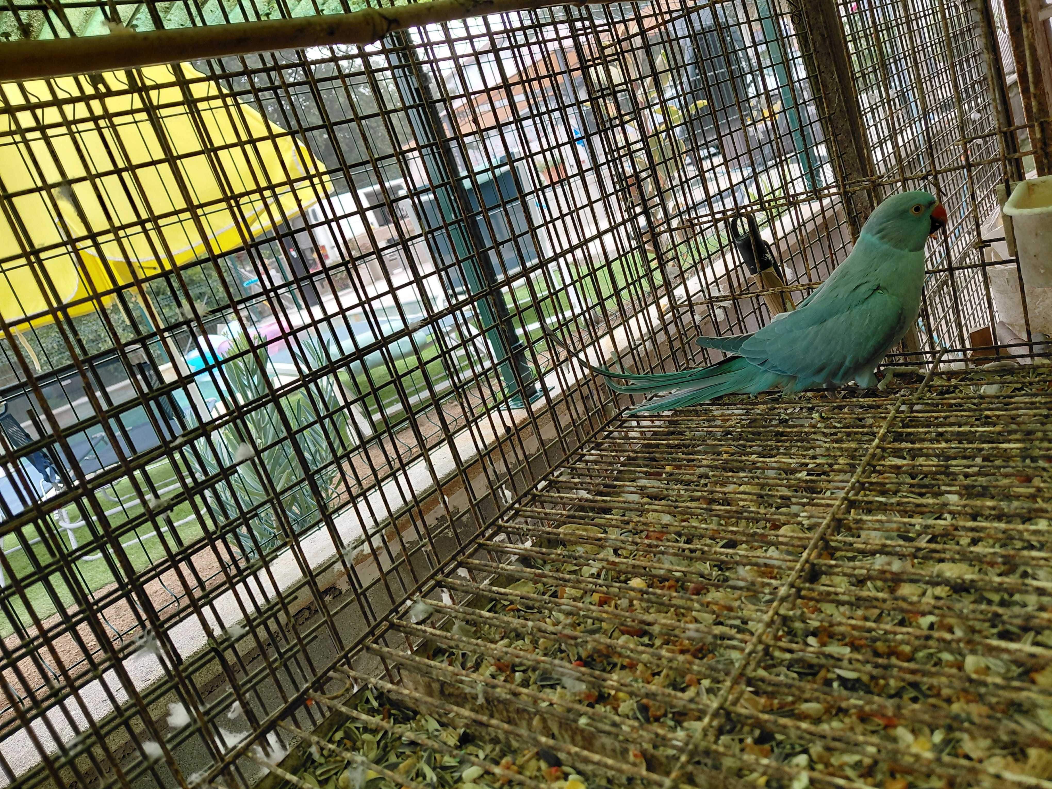 Aves barros da silva