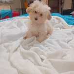Maltipoo, maltańczyk & pudel piesek ,kąplet szczepień