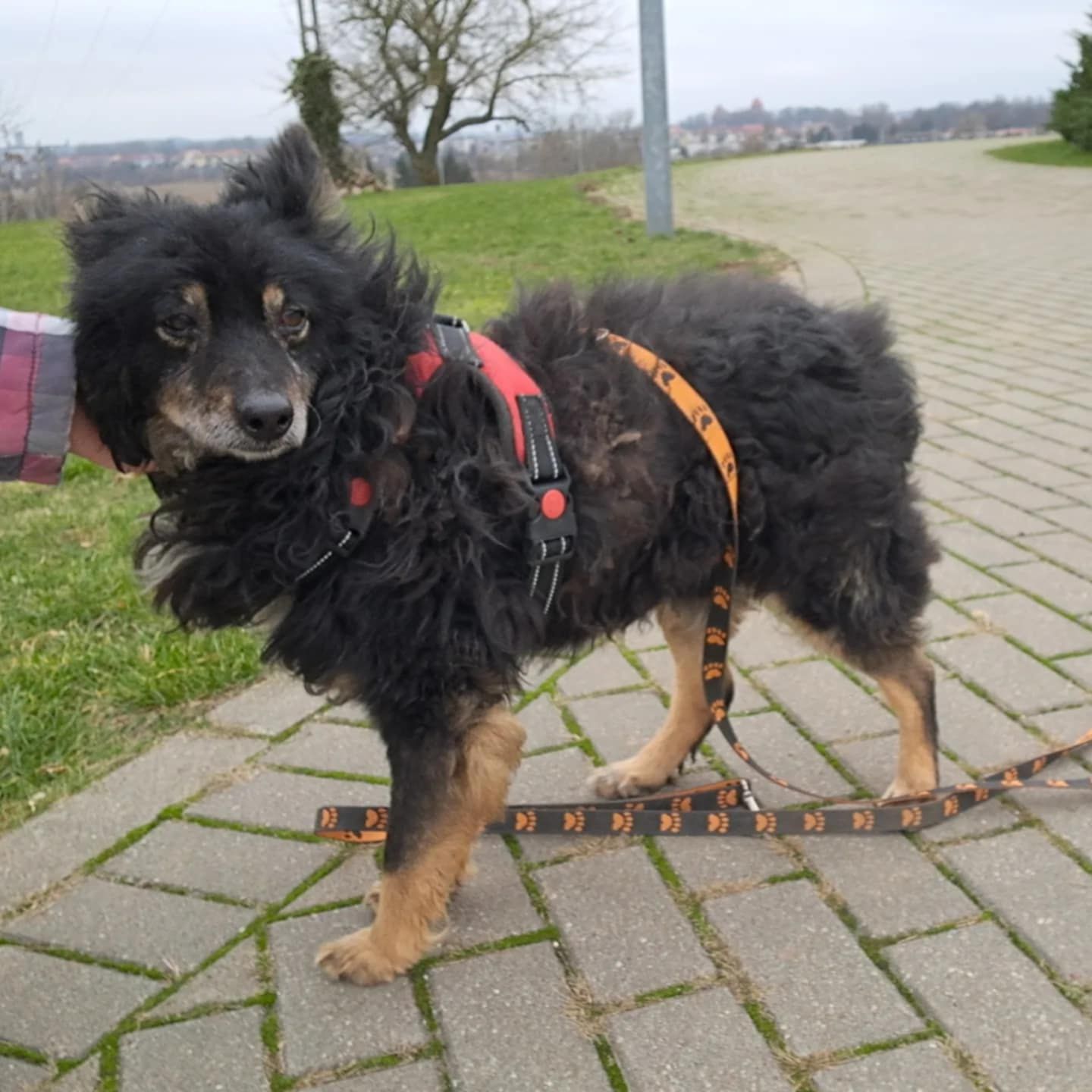 Guzio do adopcji