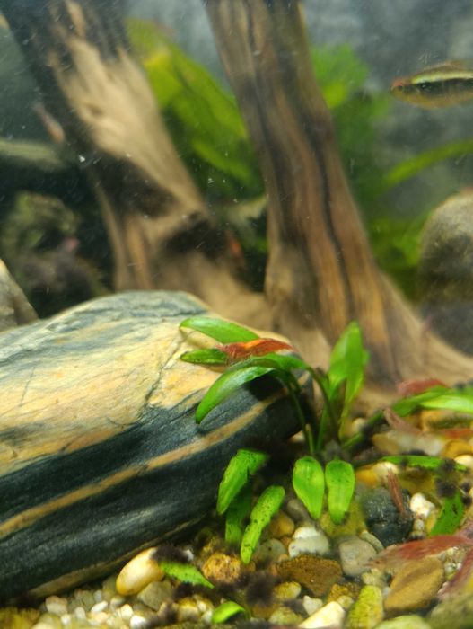 Krewetki czerwone red cherry 10 szt