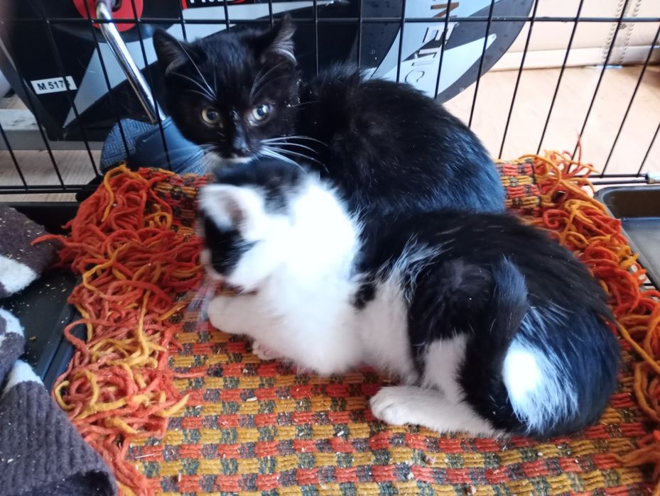 Oddam 3 kotki dwa kocurki