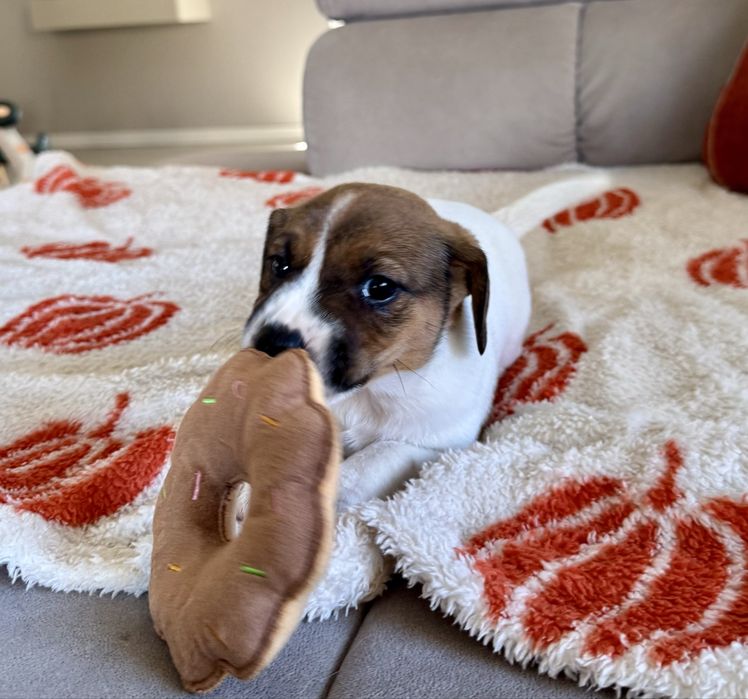 Jack russel terrier suczka