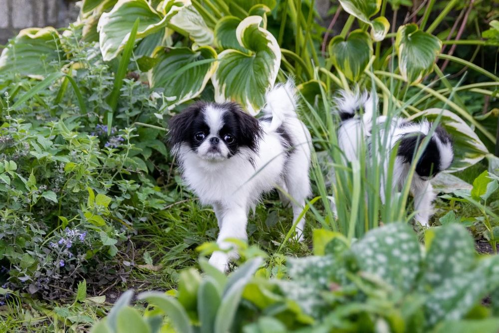 Chin Japoński szczeniak piesek ZKwP FCI