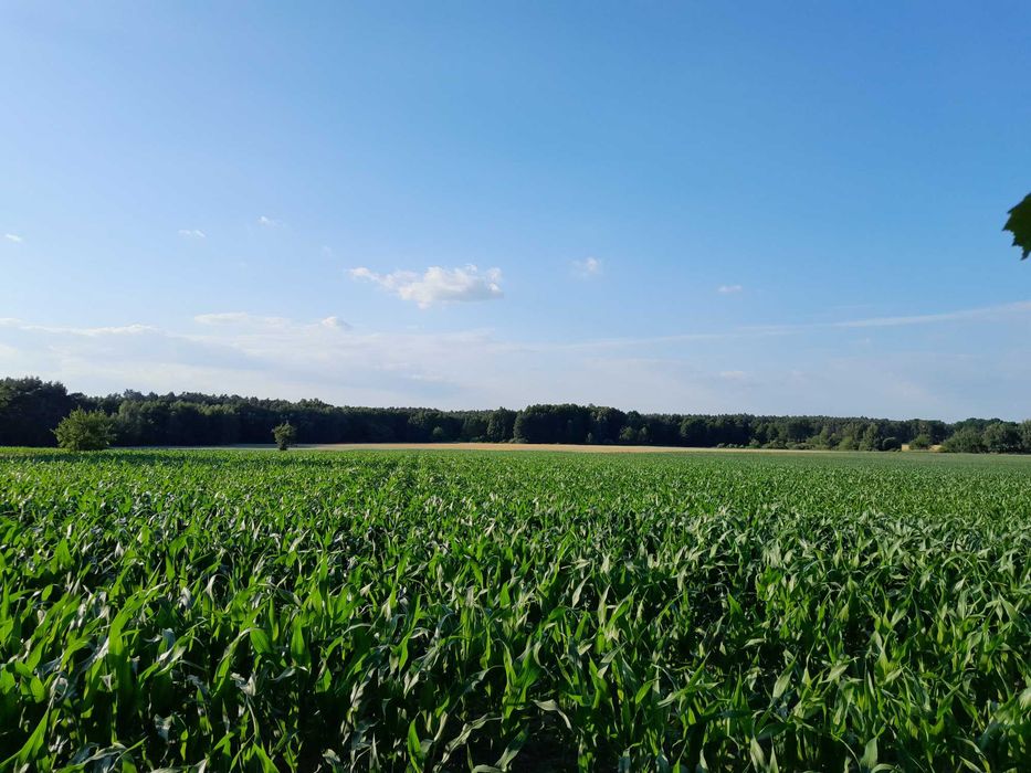 Działka budowlana 0,17 ha Dolina Baryczy