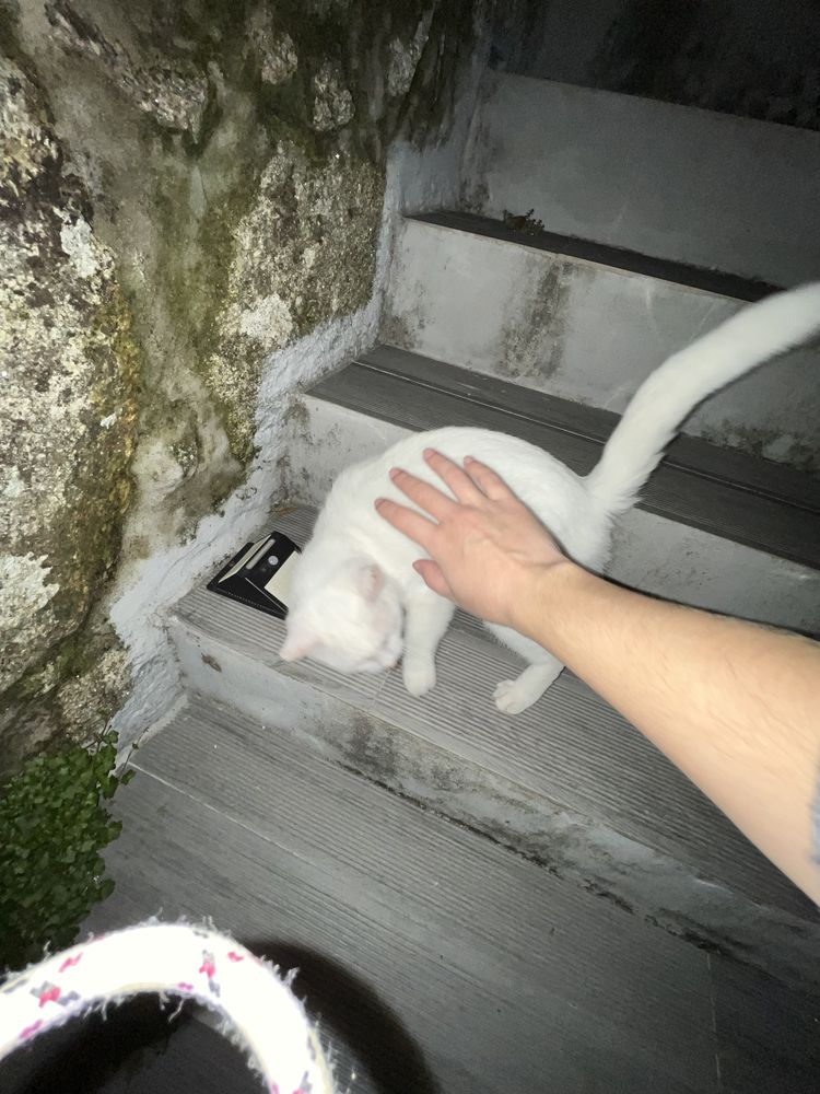 Gato branco meiguinho
