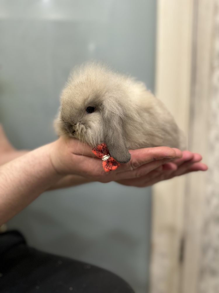 кроленята Mini Lop, вислоухі баранчики та обладнані клітки