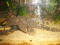 Анцитрус (самці), присоска, акваріумні рибки, акваріумістика