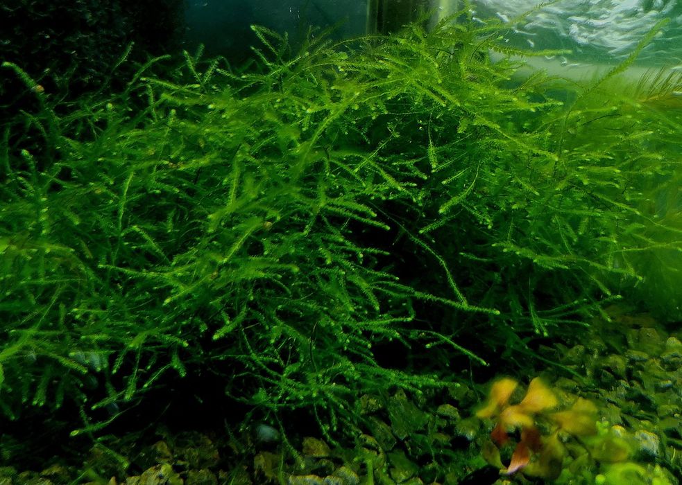 Piękny duży mech Jawajski