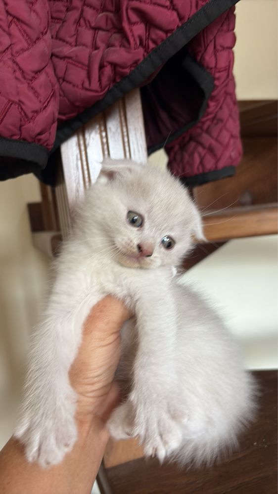 Котики      Британці