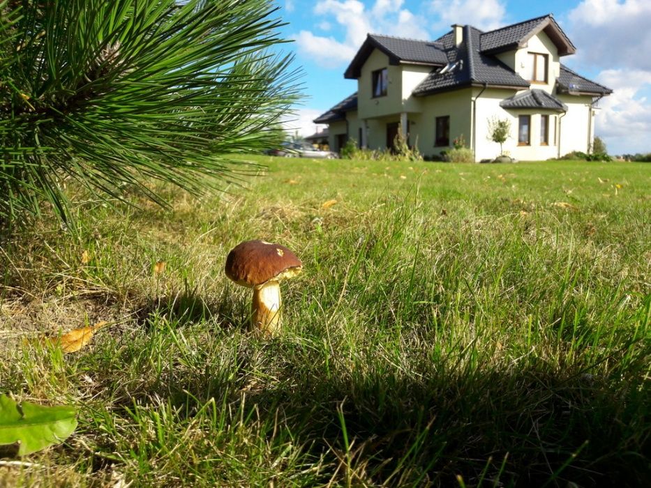 Borowik Szlachetny, Prawdziwek - grzybnia grzyby leśne