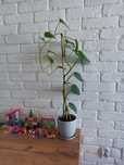 Sprzedam kwiatka Epipremnum pinnatum