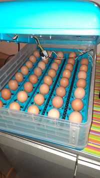 Инкубационное яйцо мясо-яичные Ломанвайт