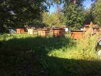 Вулики з бджолами та  медом