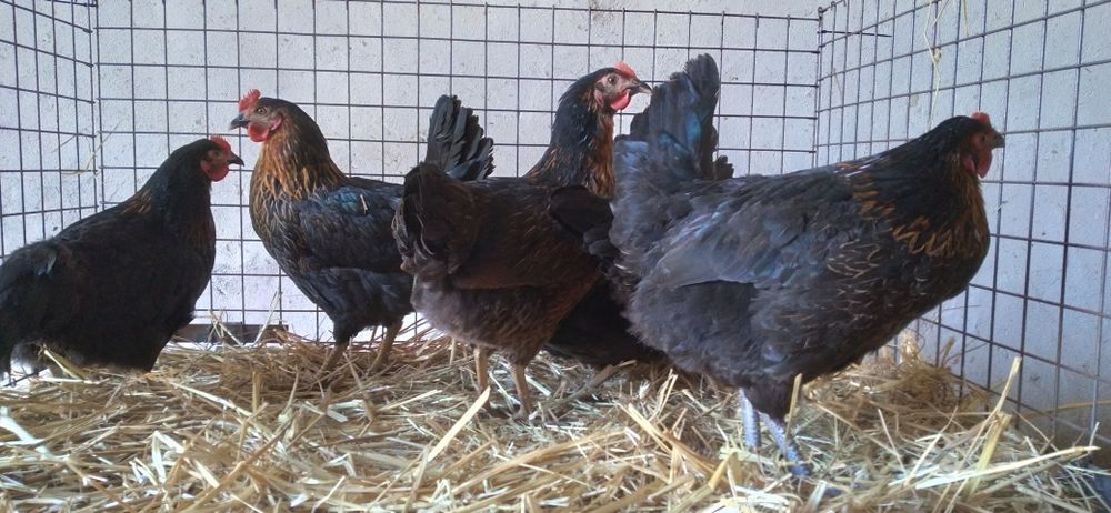 Kury Nioski z Jajkiem 24 tygodnie. Wysyłka!