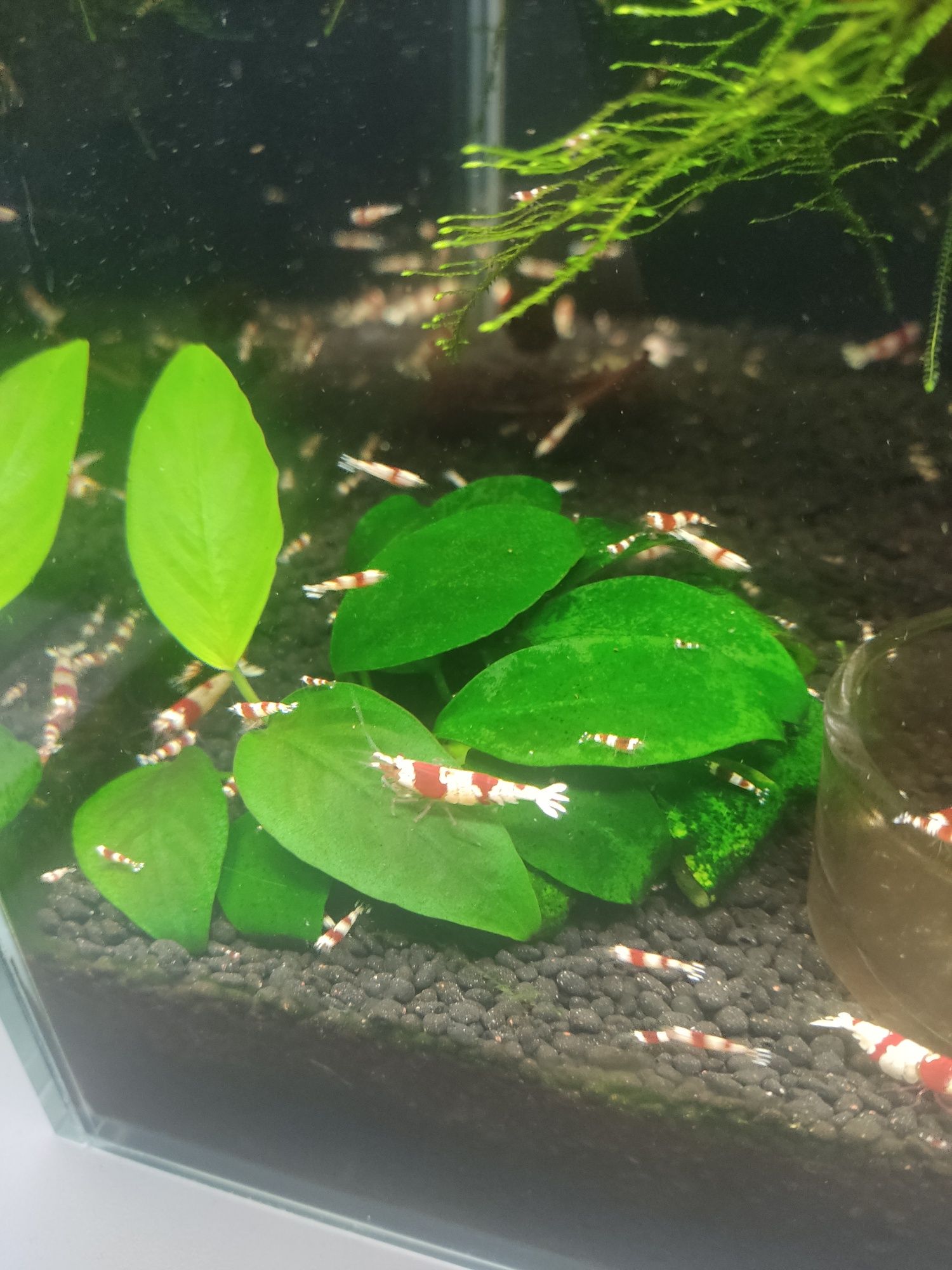 Krewetki CRYSTAL RED Caridana