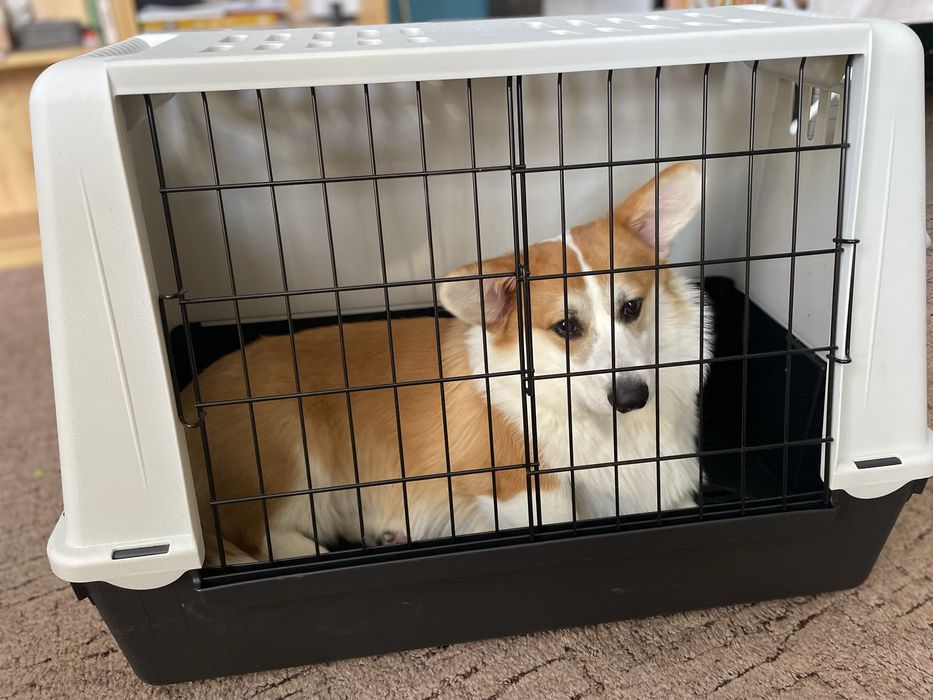 Transporter samochodowy