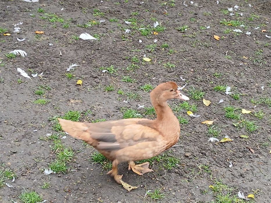 Kaczki piżmowe czekoladowe czarne liliowe niebieskie